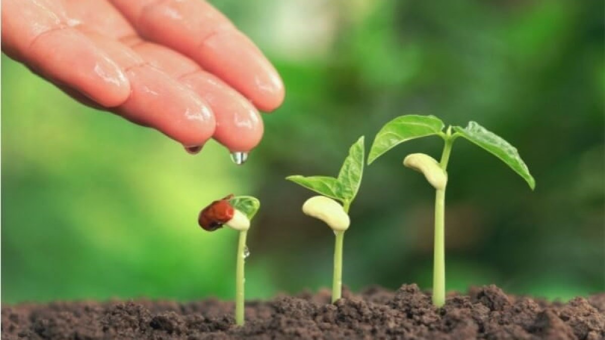 Solos e Fertilização