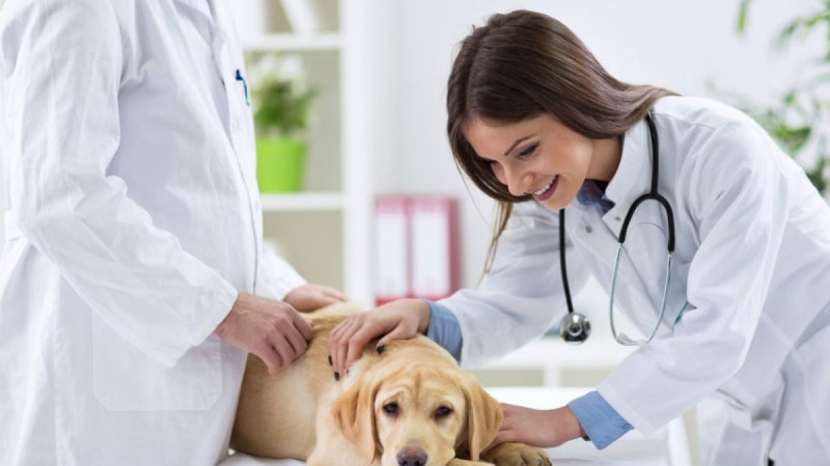 Auxiliar Veterinário